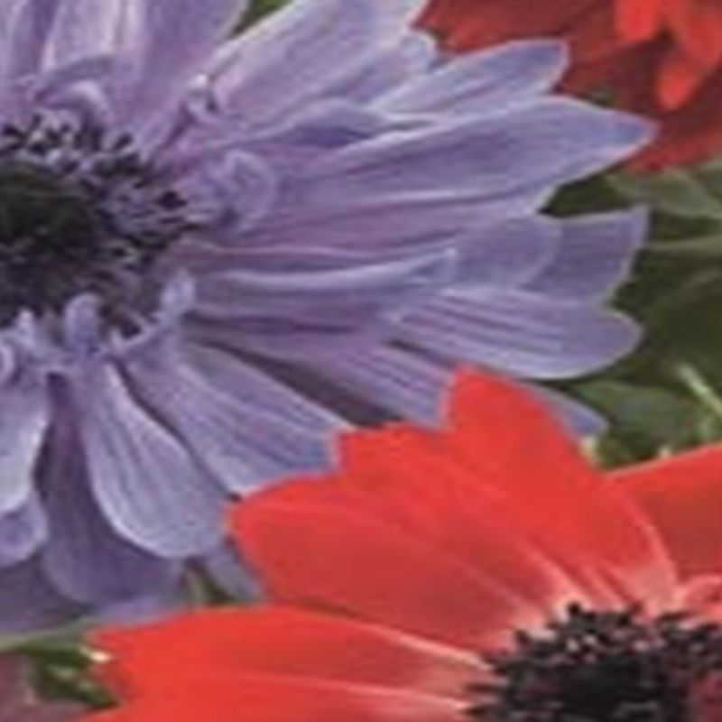 https://cdn.warentuin.nl/media/catalog/product/S/C/SCAN8712438973390_01_jub_anemone_coronaria_st_brigid_mix_gemengd_15_bloembollen_af10.jpg
