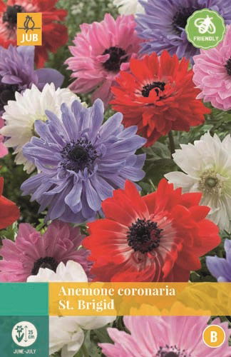 https://cdn.warentuin.nl/media/catalog/product/S/C/SCAN8712438973390_jub_anemone_coronaria_st_brigid_mix_gemengd_15_bloembollen_ju_64e2.jpg