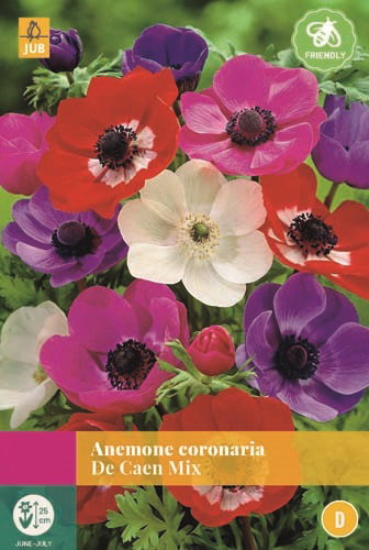https://cdn.warentuin.nl/media/catalog/product/S/C/SCAN8712438973673_jub_anemone_de_caen_mix_gemengd_30_bloembollen_jub_956a.jpg