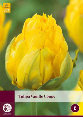 Tulipa Vanille Coupe JUB, 5 bloembollen - Jub