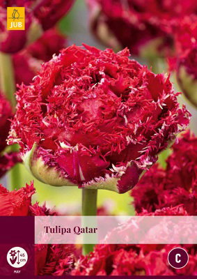 Tulipa Qatar JUB, 5 bloembollen - Jub