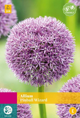 Allium Pinball Wizard JUB, 2 bloembollen - Jub