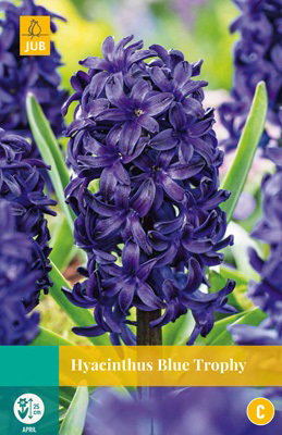 Hyacinthus Blue Trophy JUB, 5 bloembollen - Jub