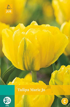 Tulipa Marie Jo JUB, 7 bloembollen - Jub