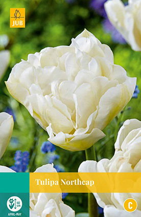 Tulipa Northcap JUB, 7 bloembollen - Jub