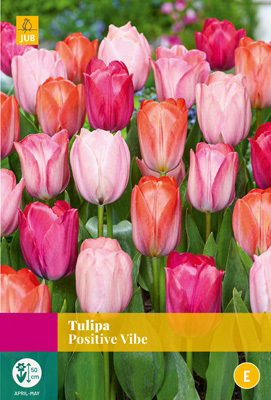 Tulipa Positive Vibe JUB, 25 bloembollen - Jub