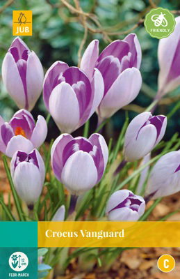Crocus Vanguard JUB, 10 bloembollen - Jub
