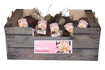 Amaryllis roze/wit incl. label - JUB