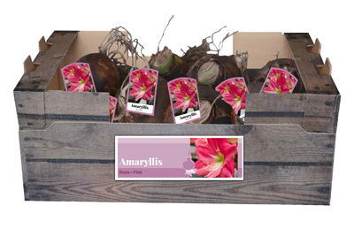Amaryllis roze incl. label - JUB