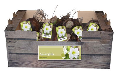 Amaryllis wit incl. label - JUB
