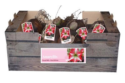 Amaryllis rood/wit incl. label - JUB