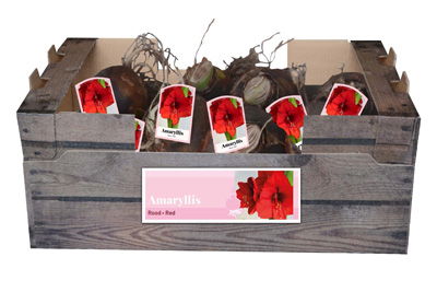 Amaryllis rood incl. label - JUB