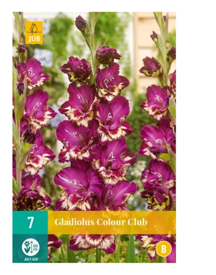 https://cdn.warentuin.nl/media/catalog/product/S/C/SCAN8712438985751_jub_gladiolus_colour_club_bol_knol_jub_7_stuks_dc5a.png