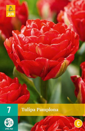 Tulipa pamplona - JUB