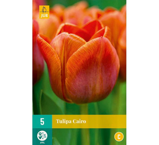 Tulipa cairo - JUB