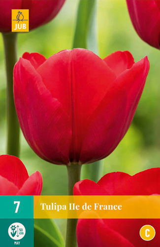 Tulipa ile de france - JUB