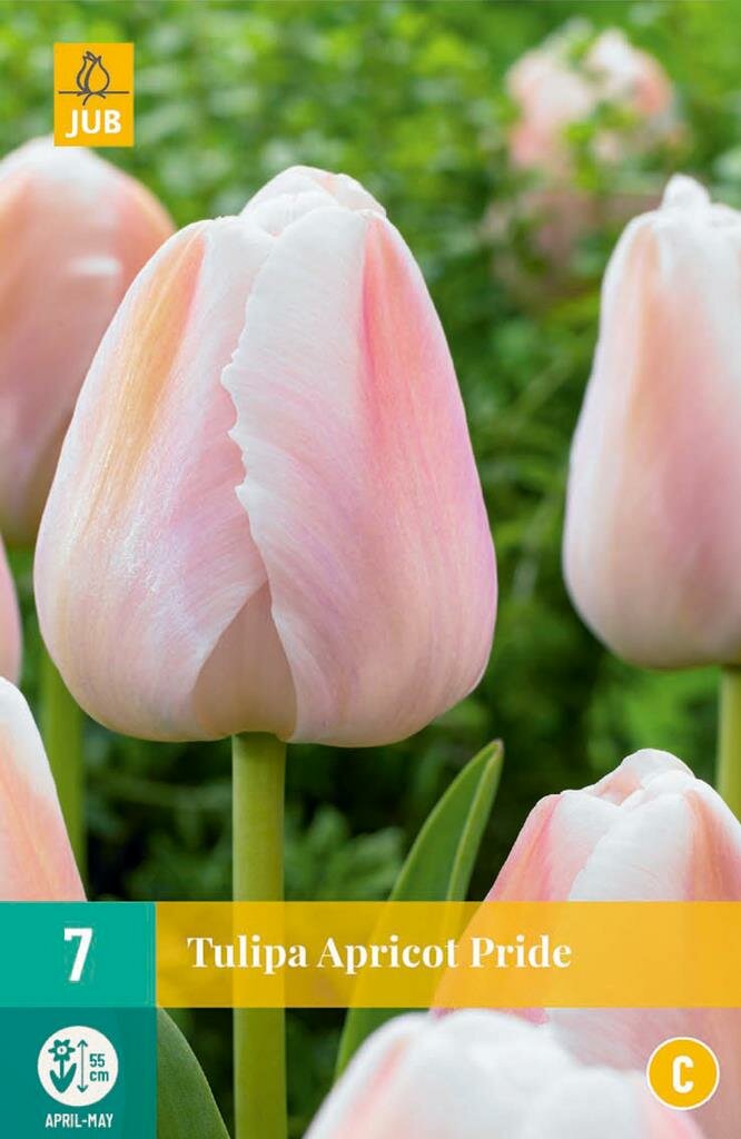 Tulipa apricot pride - JUB
