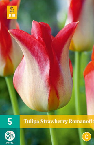 Tulipa strawberry romanoff - JUB