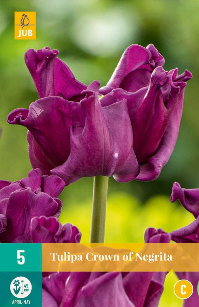 Tulp Crown of Negrita -
