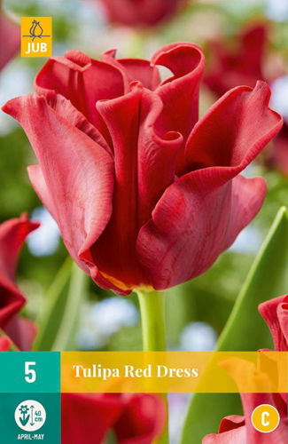 Tulipa red dress - JUB