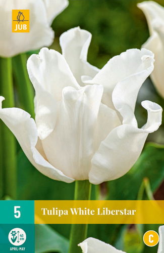 Tulp White Liberstar -