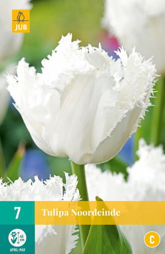 Tulipa noordeinde - JUB