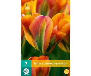 Tulpen Orange Marmelade – Tulipa -