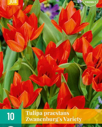 Tulipa pr. zwanenburg variety - JUB