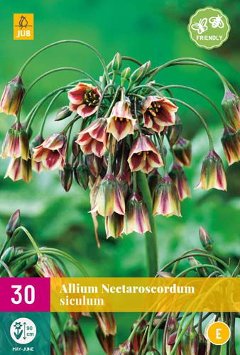 Allium nectaroscordum siculum - JUB