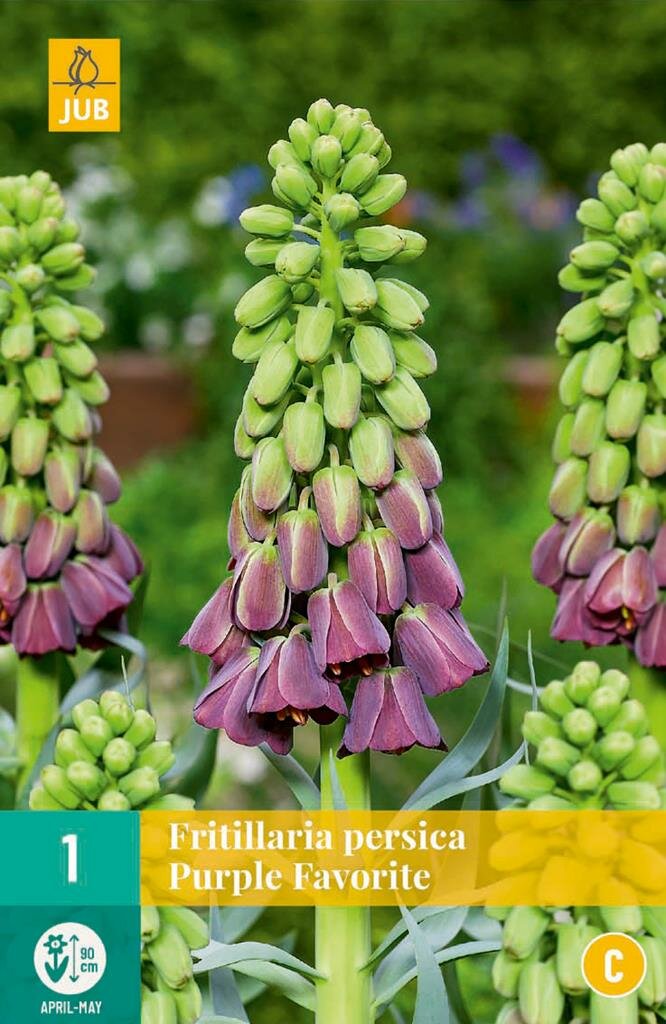 Fritillaria persica purple favorite - JUB