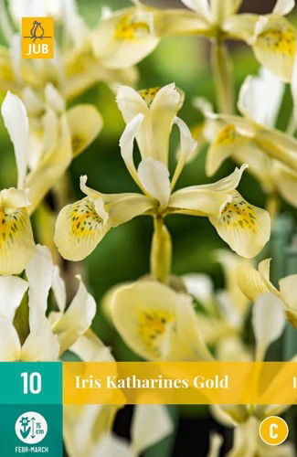 Iris katharines gold - JUB