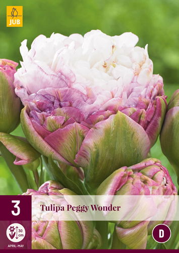 Tulipa peggy wonder - JUB