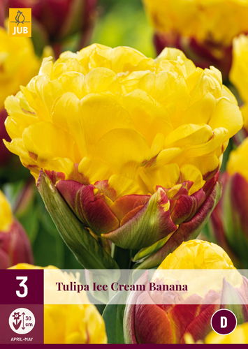 Tulipa ice cream banana - JUB