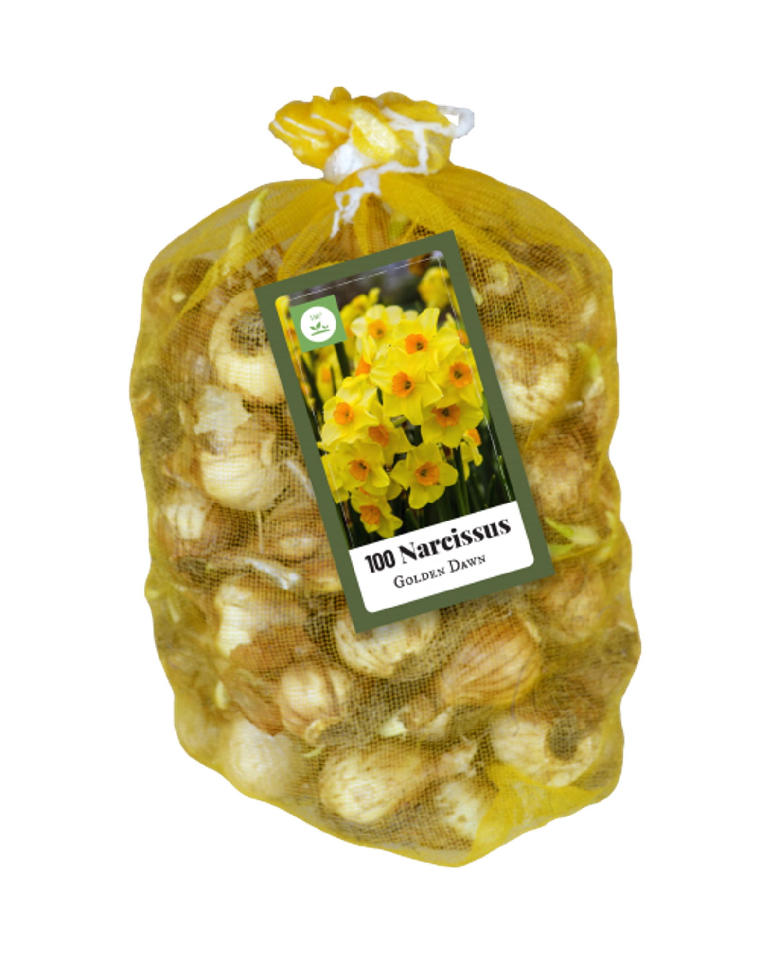 Narcissus botanisch geel 80st - JUB