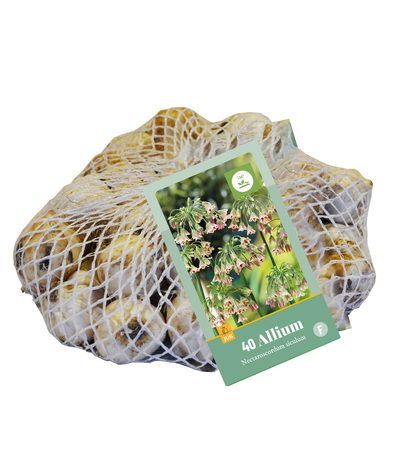 Allium (nect.) siculum - JUB