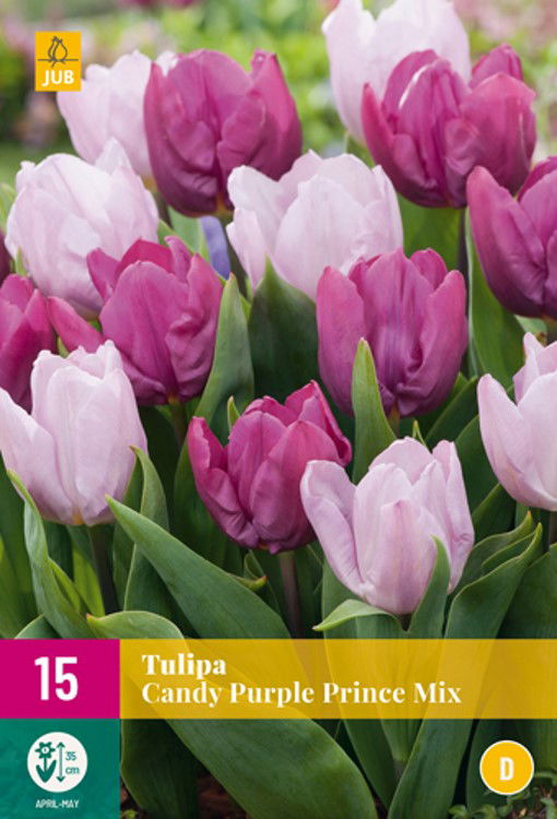 Tulipa candy purple prince mix - JUB