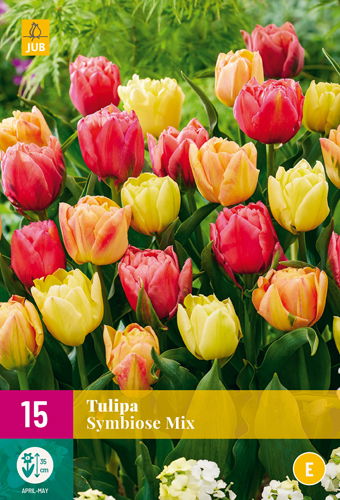 Tulipa symbiose mix - JUB