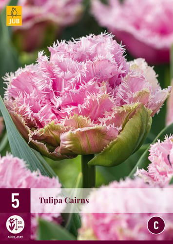 Tulipa cairns - JUB