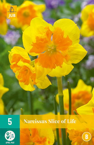 Narcissus slice of life - JUB