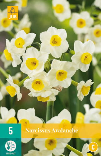 Narcissus avalanche - JUB
