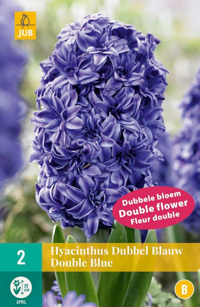 Hyacinthus dubbel blauw - JUB