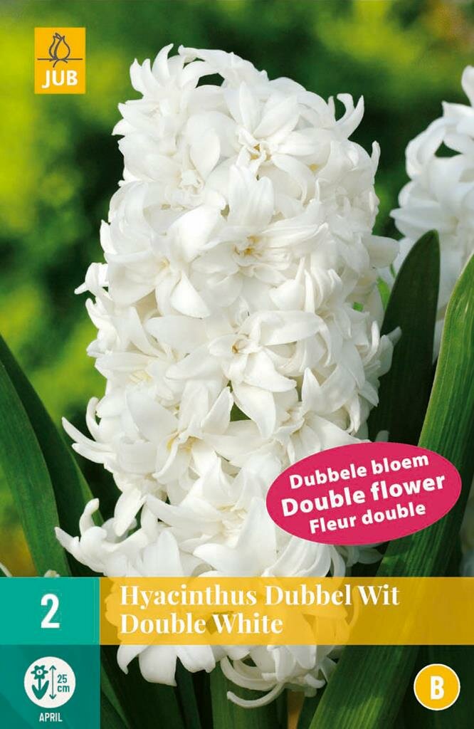 Hyacinthus dubbel wit - JUB