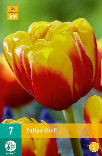 Tulipa shell JUB, 7 bollen - Jub