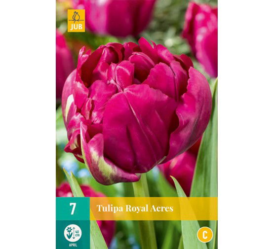 Tulipa royal acres - JUB
