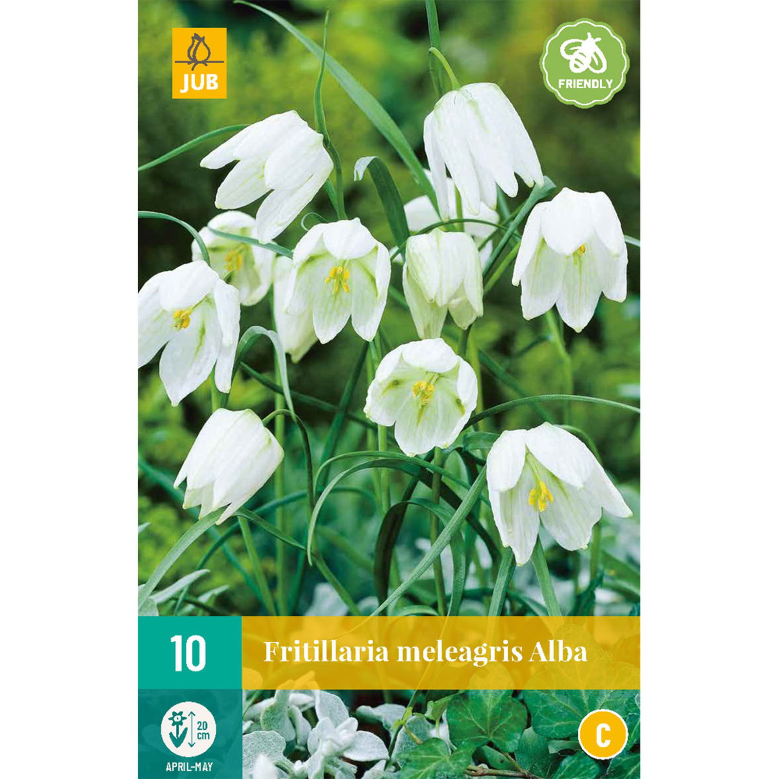 Fritillaria meleagris alba - JUB