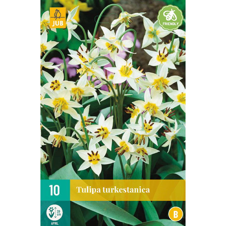 Tulipa turkestanica - JUB
