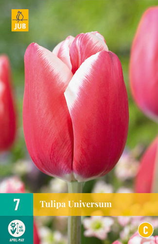 Tulipa universum JUB