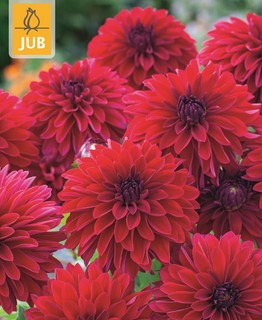 https://cdn.warentuin.nl/media/catalog/product/S/C/SCAN8712438990571_dahlia_melody_mambo_bloembol_jub_1_stuks_b29f.jpg