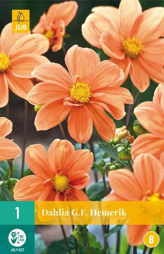 https://cdn.warentuin.nl/media/catalog/product/S/C/SCAN8712438990588_dahlia_g_f_hemerik_1st_jub_62e5.jpg