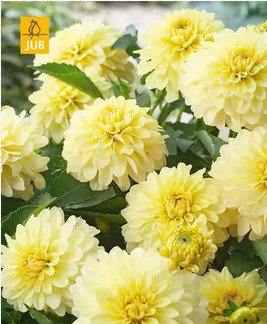 https://cdn.warentuin.nl/media/catalog/product/S/C/SCAN8712438990595_dahlia_gallery_serenade_bloembol_jub_1_stu_7eac.jpg